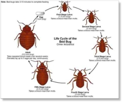 bed bug life cycle