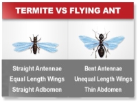 termite vs ant